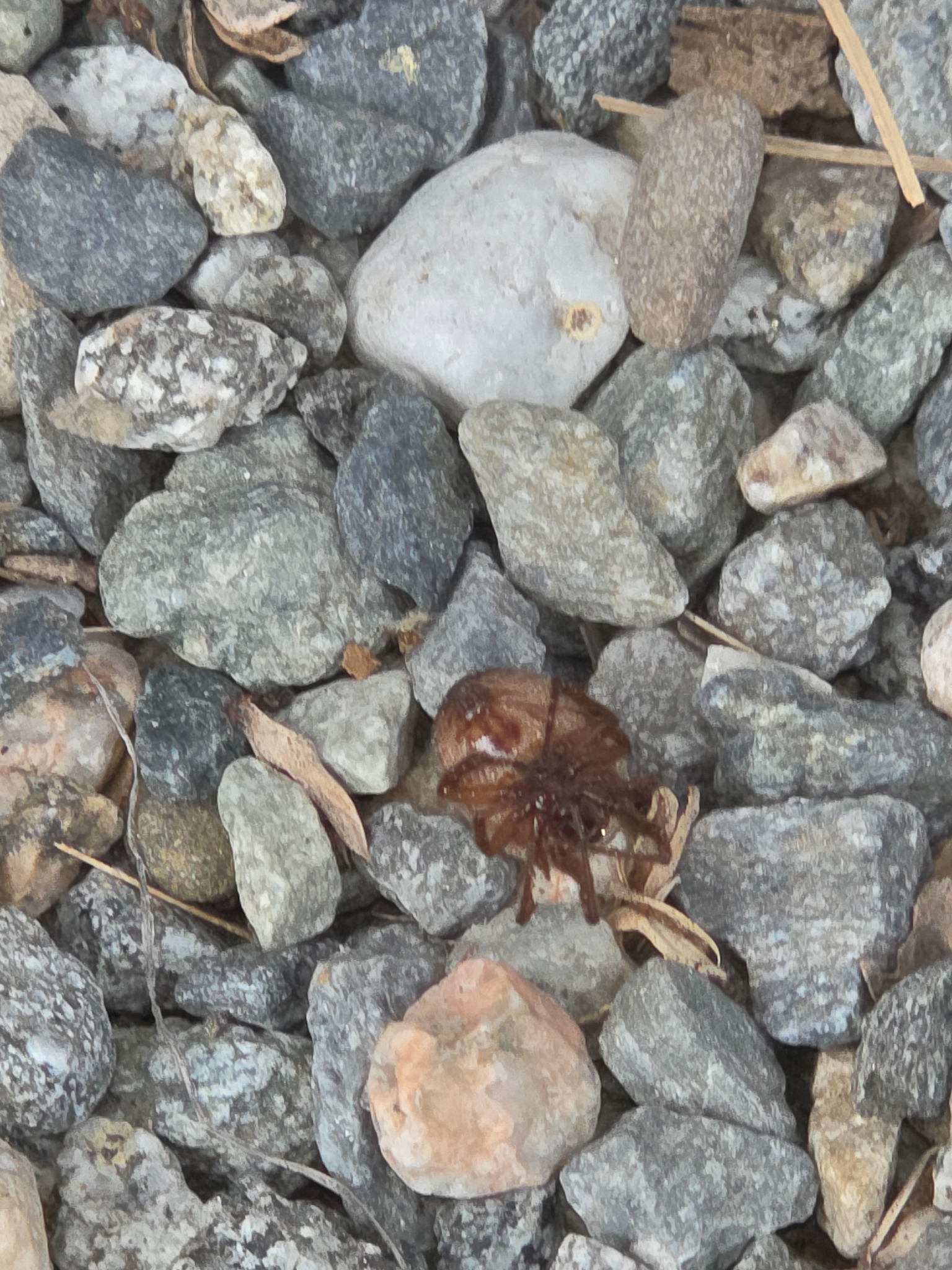 Pest activity found among landscape rock