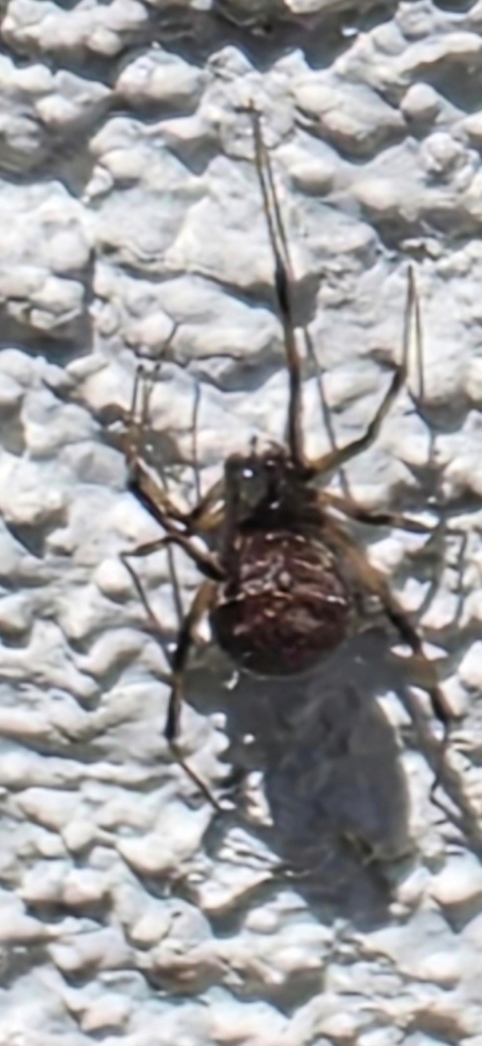 Insect activity found outdoors during an inspection