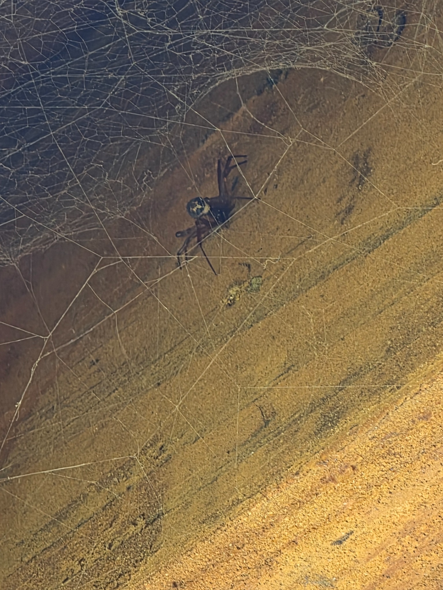 Spider and web activity found during an inspection