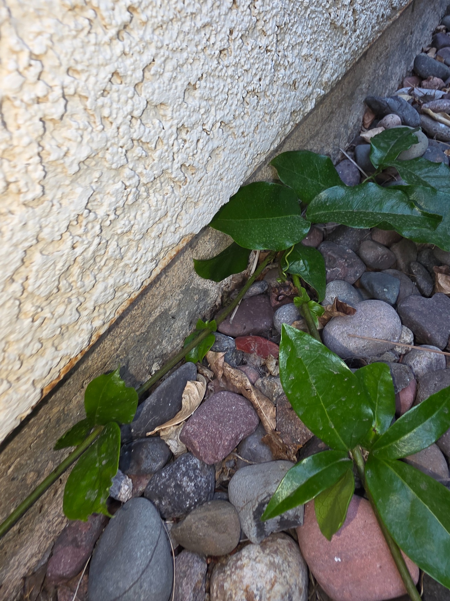 Argentine ant activity and trail near vegetation