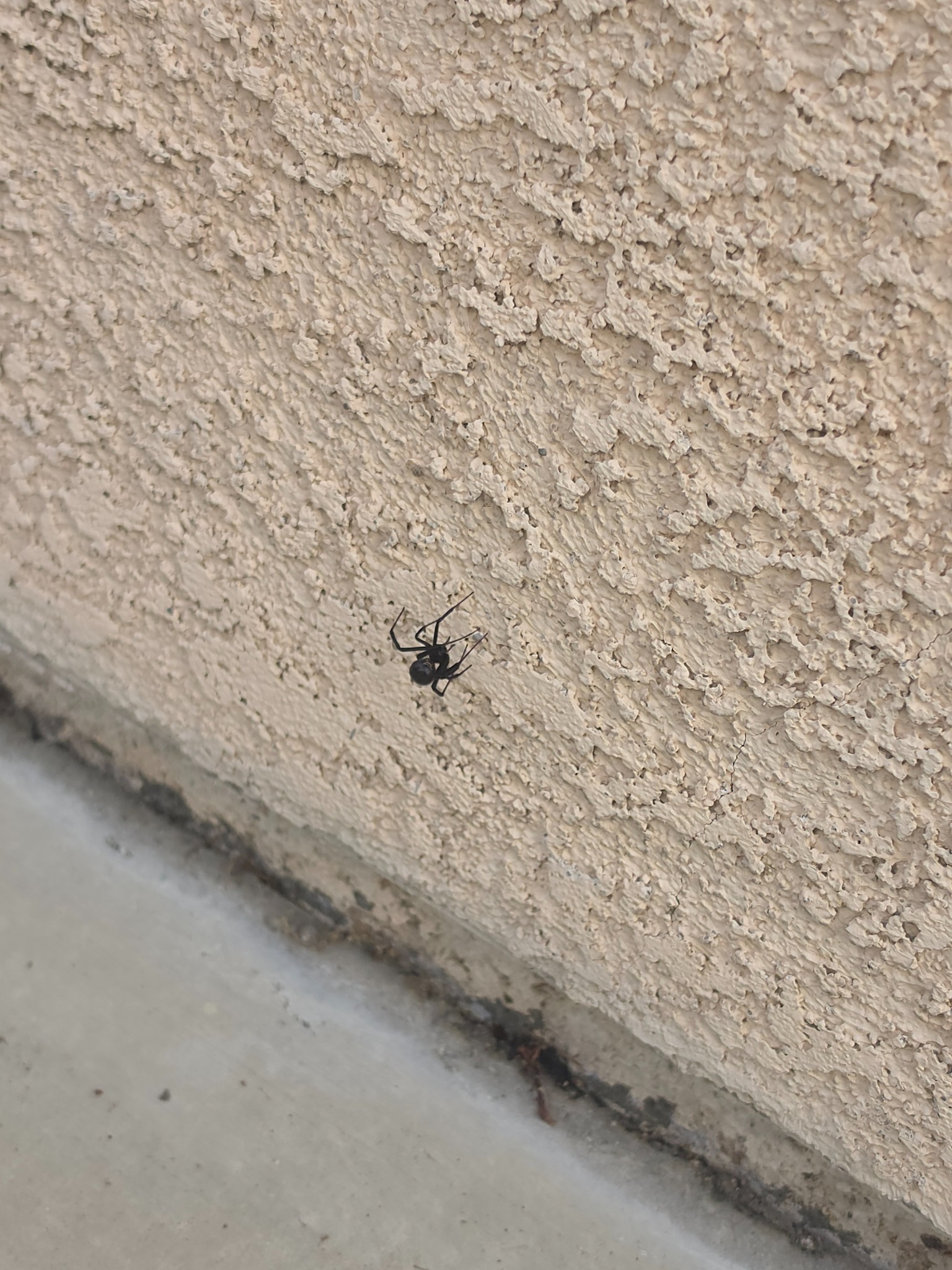 Spider activity on an exterior wall