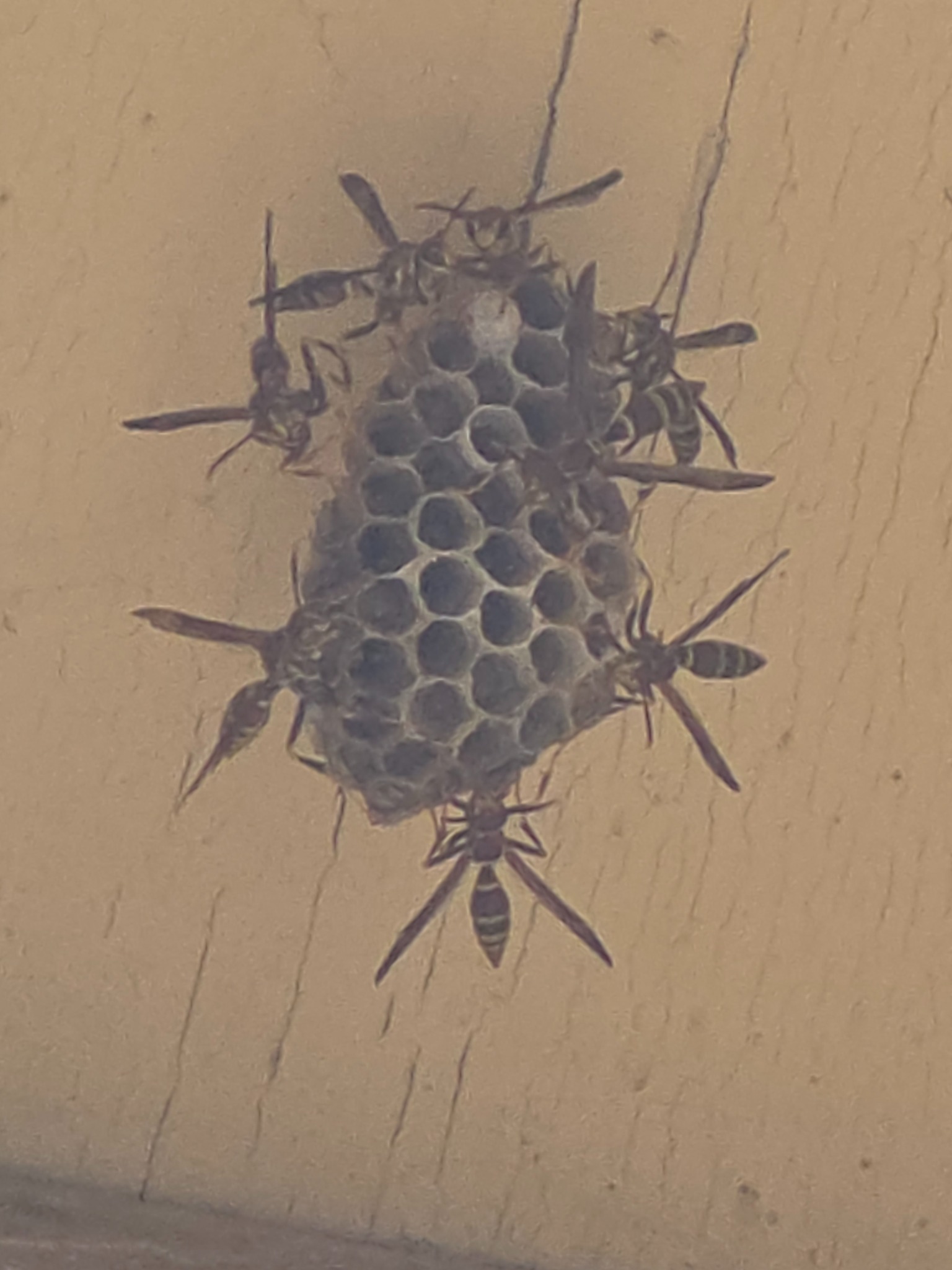 Active wasp nest found on a structure