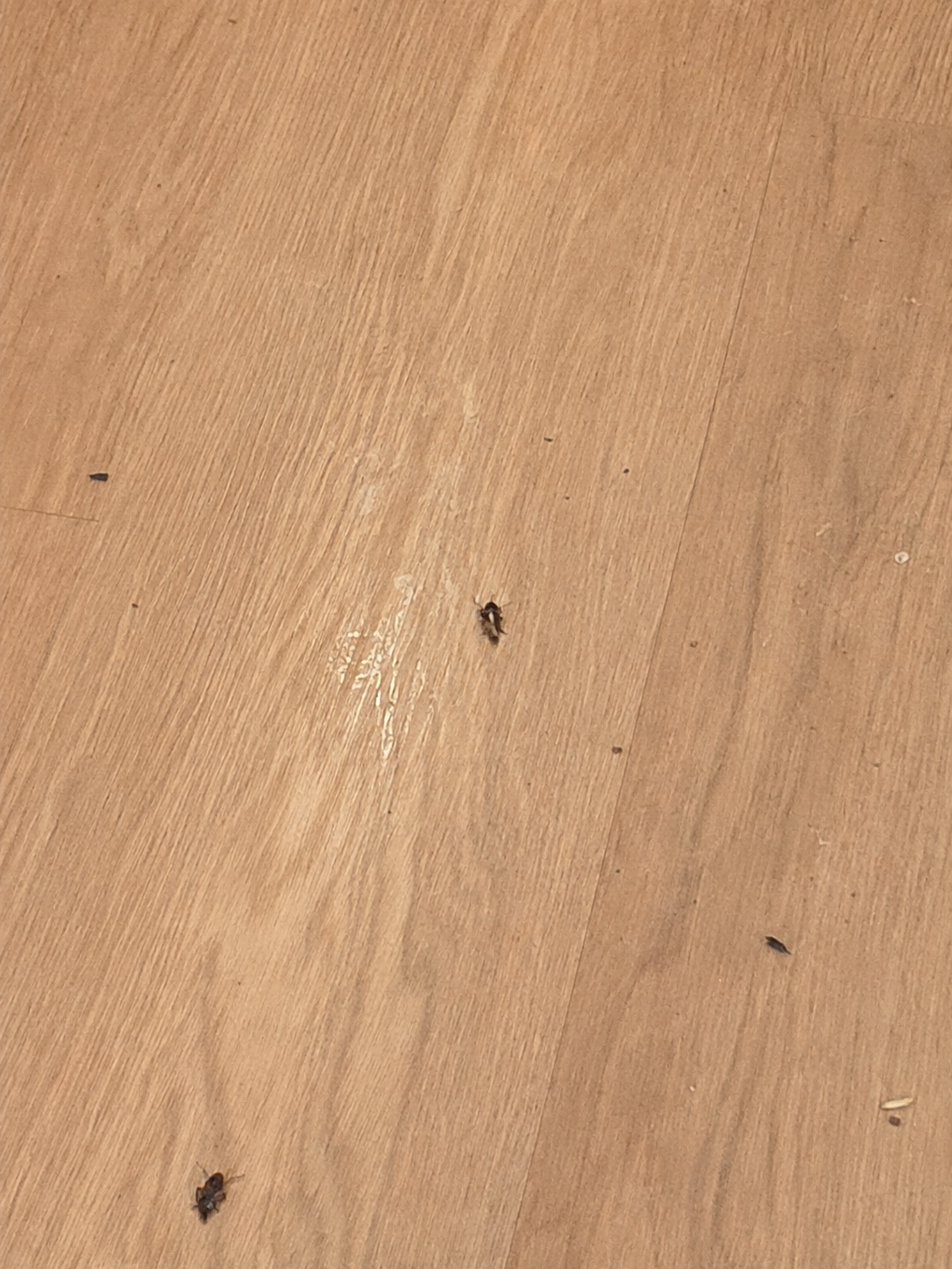 Post-treatment results in a heavily infested kitchen