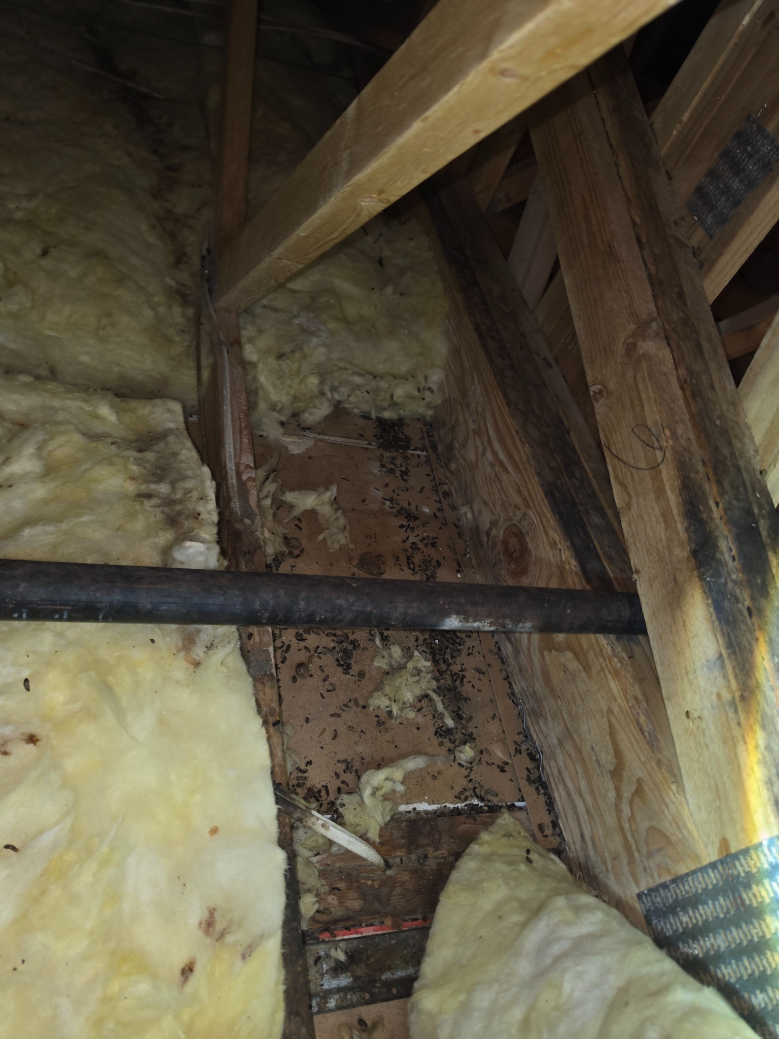 Heavy rodent activity found near attic insulation