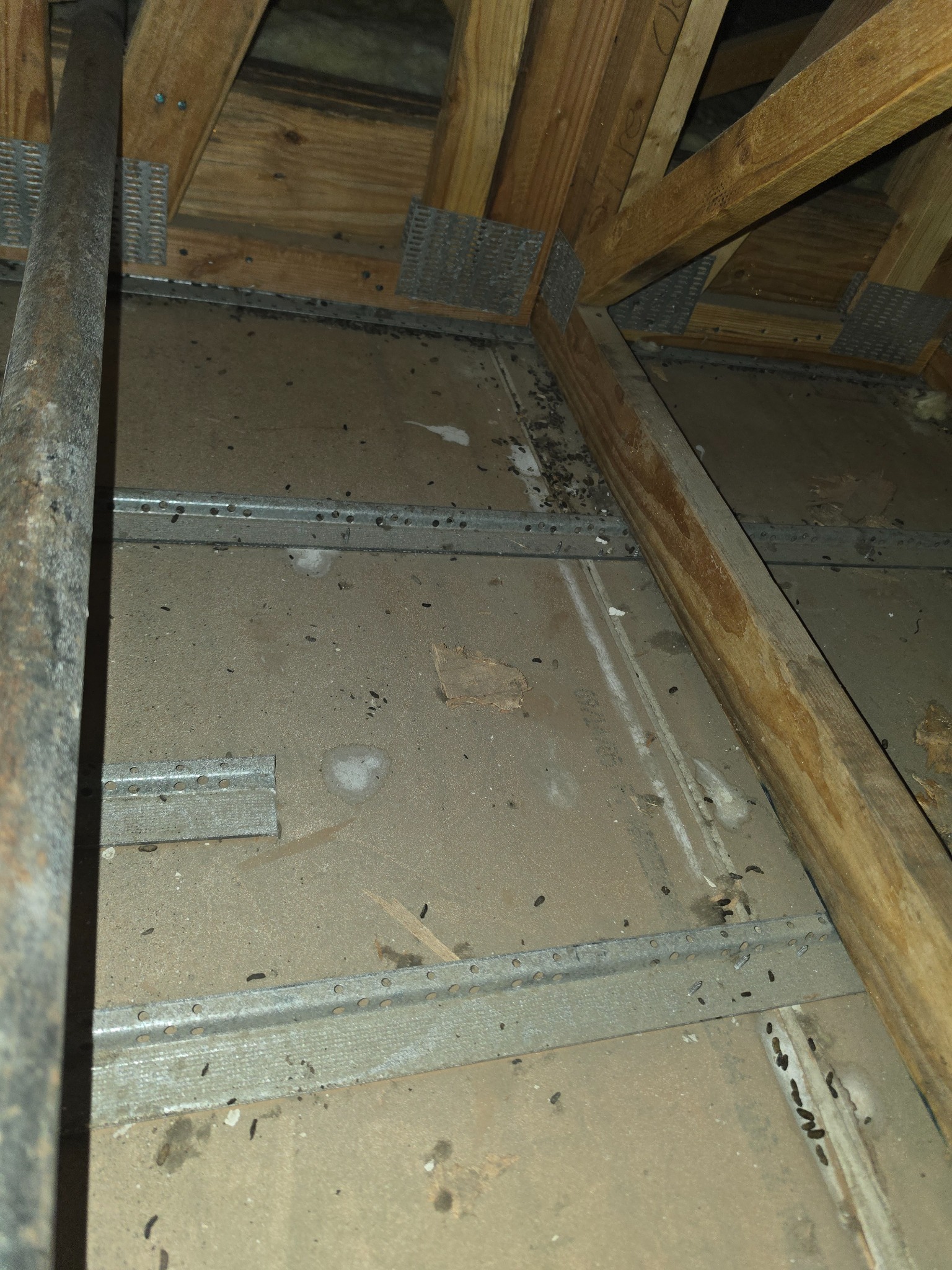Rodent droppings along attic framing